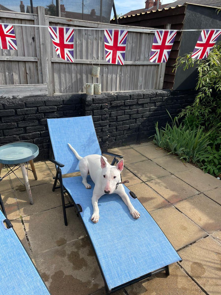 LeeWhitewood's tweet photo. Vinnie is ready #platinumjubilee2022 https://t.co/9IpVKcqd2F