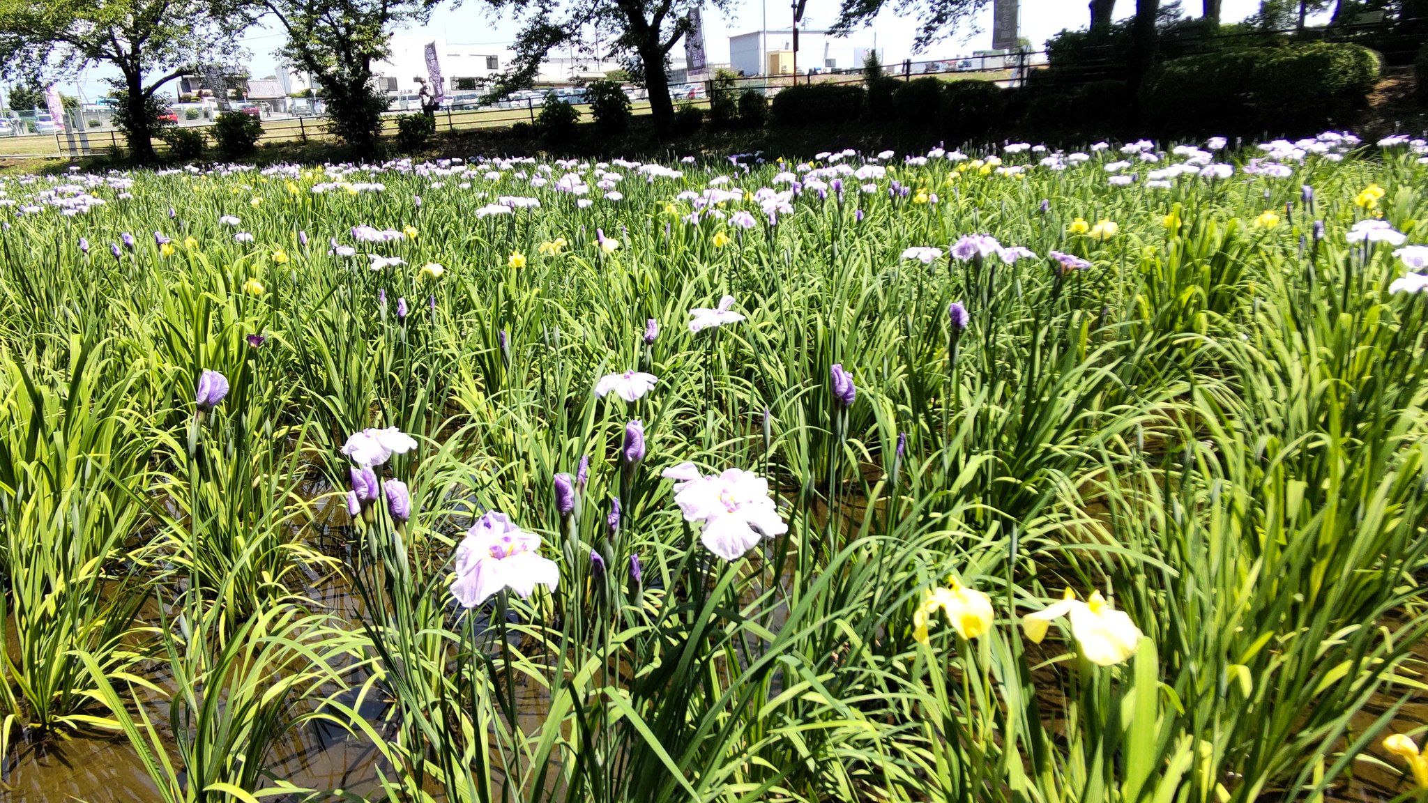 たいせ 赤堀花しょうぶ園 南側で咲いているキショウブの花 伊勢崎市 花菖蒲 しょうぶ T Co Ckgtoswwva Twitter