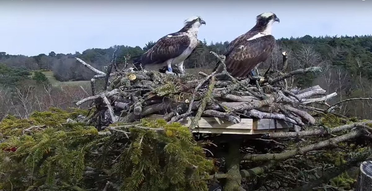 RaptorPersUK's tweet photo. Osprey chick hatches at Poole Harbour - the first in southern England for 200 years.

Huge congrats to conservation heroes @harbourbirds @harbourospreys @RoyDennisWF @timmackrill @BrittanyMaxted @LivCooper23 @Allen2Lucy 

https://t.co/BXmUI3ANTK https://t.co/osYGjfMZqS