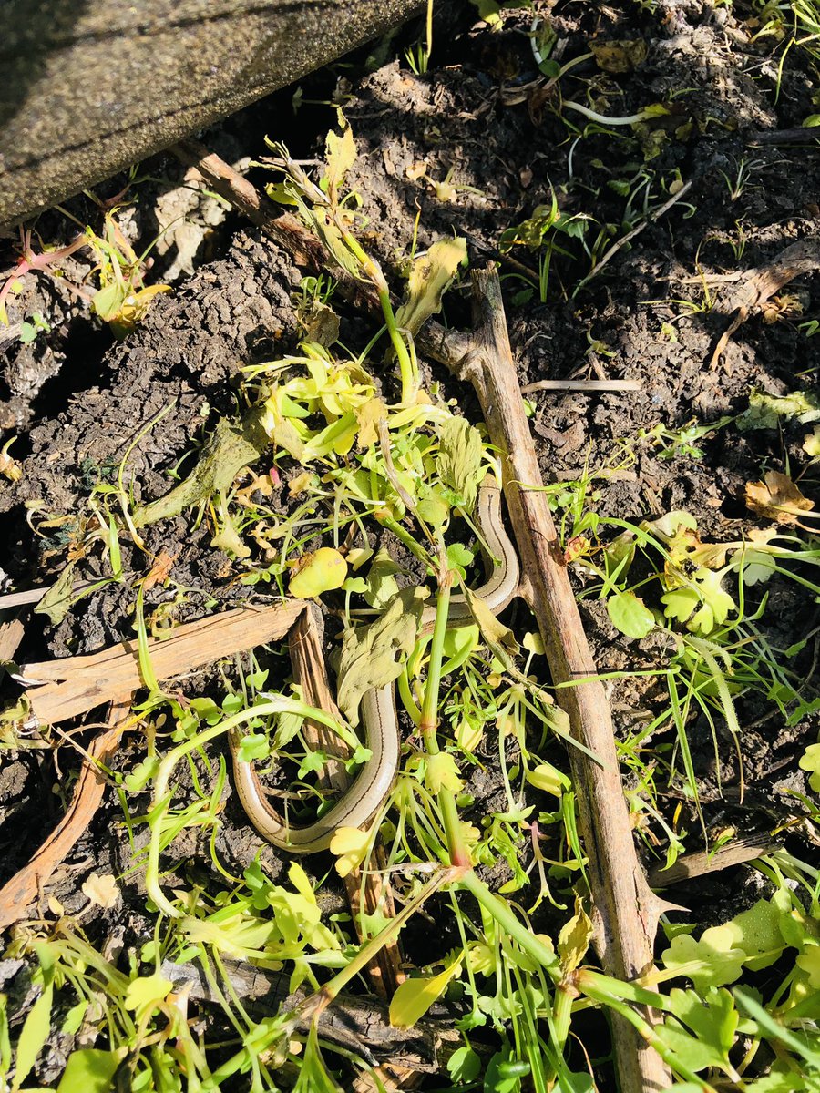 EssexWT_Rich's tweet photo. TOP RECOMMENDATION FOR KIDS. ๐ Laid some old squares of roofing felt on the ground (about 50cm x 50cm) a week ago for #30DaysWild. The slow worms have already moved in ๐ค Day 2 #RandomActOfWildness @EssexWildlife @WildlifeTrusts @30DaysWild https://t.co/p9fjcJQTIM