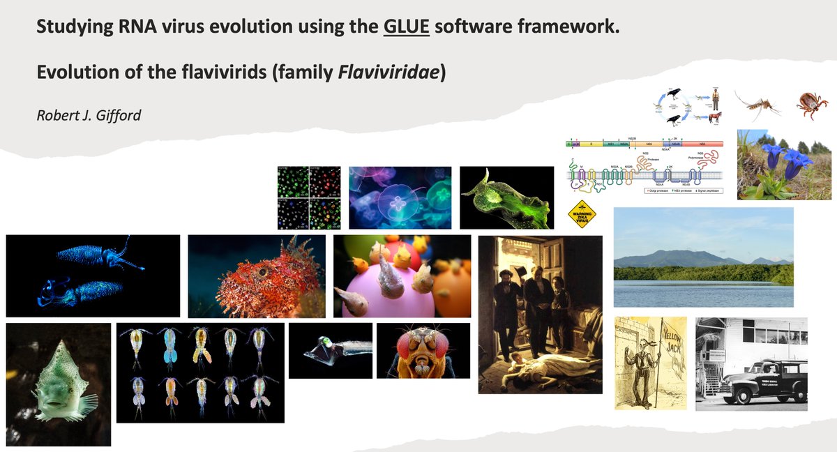 Paleovirologist's tweet photo. Thank you to @TodtDaniel and Ruhr University Bochum for inviting to speak at their virology seminar series. #Flavivirus #VirusEvolution #GlueTools https://t.co/4SqYs4i2i1