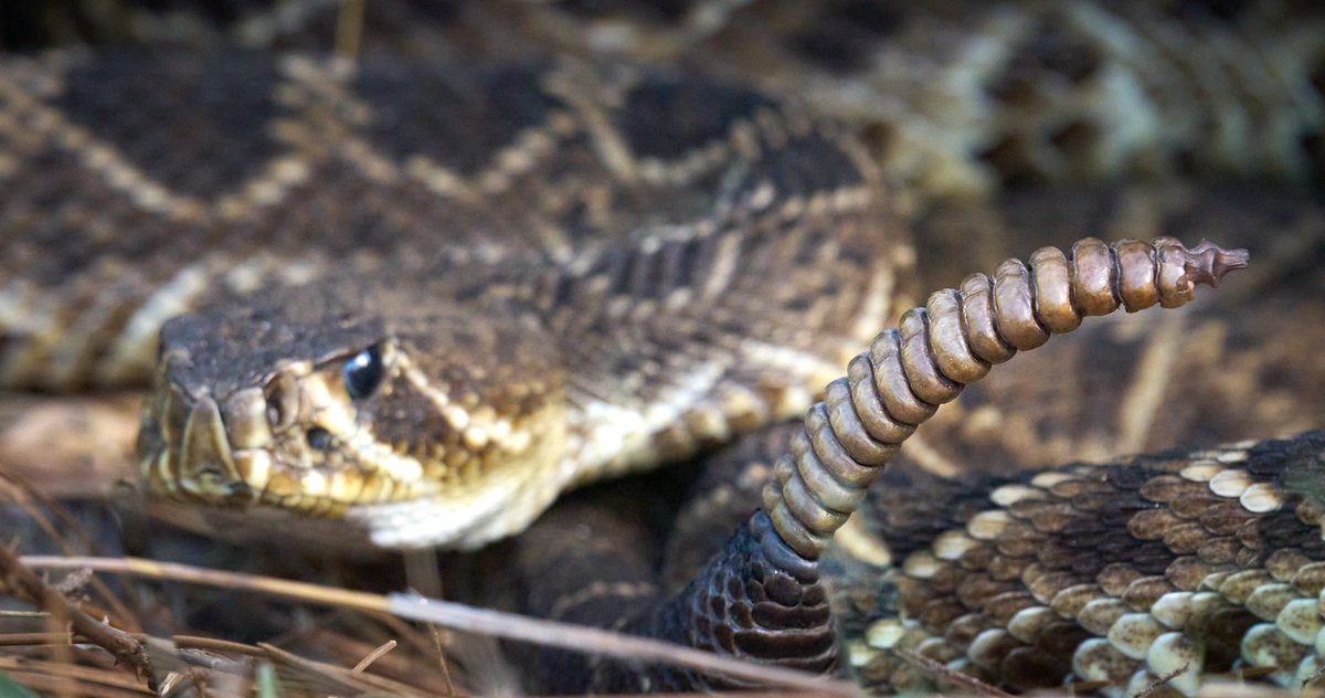Can you tell the age of a rattlesnake by the number of segments in a rattle? Not accurately I would say. Each segment is indeed the remains of a skin slough and these increase with age but the rate depends on food availability and some snakes loose sections of their tail.