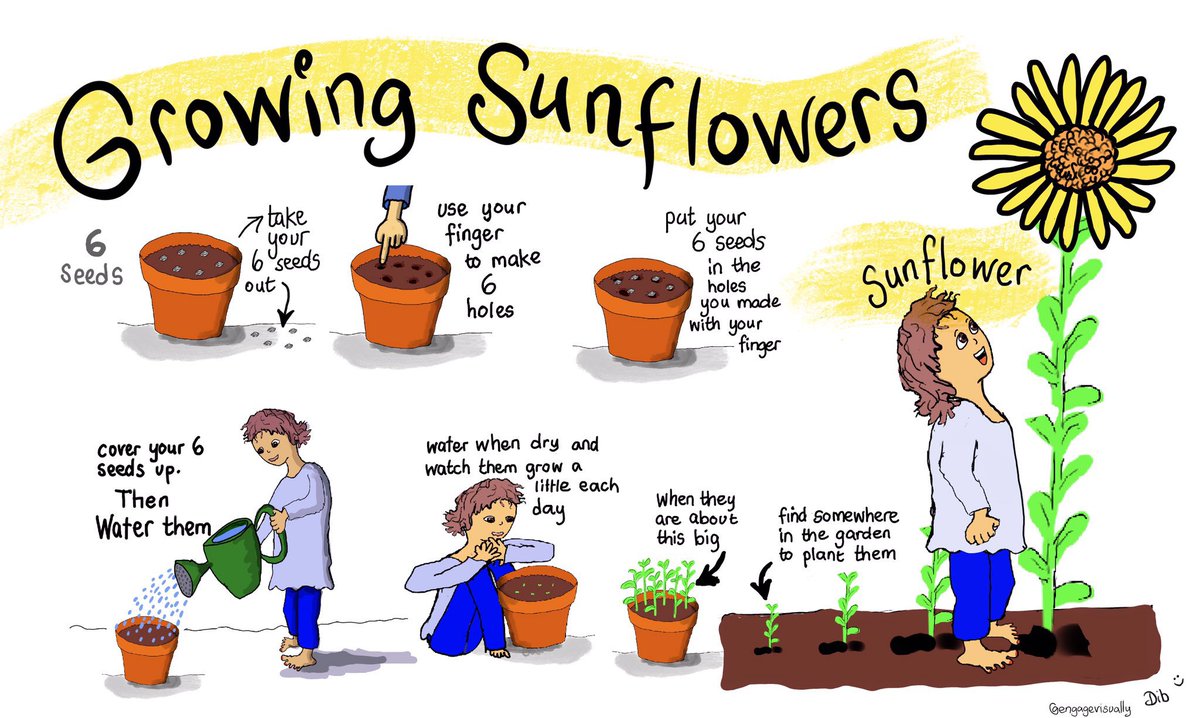 EngageVisually's tweet photo. Visual βhow toβ grow sunflowers. Originally created for my granddaughters birthday & wondering if other children may like to grow... #visualhowto #visualinstructions
#visualrecipe https://t.co/8HzeTDlnIi