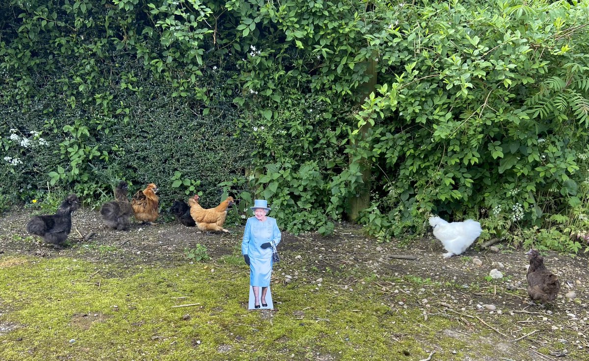 hensforhire's tweet photo. Her Tiny Majesty has had a busy morning she has walked with the tiny dinosaurs, helped mow the lawn ready for tomorrows garden party & enjoyed a sit down in the roses. #queenonthescene #jubilee #tinyqueen https://t.co/PRhE49DkLq