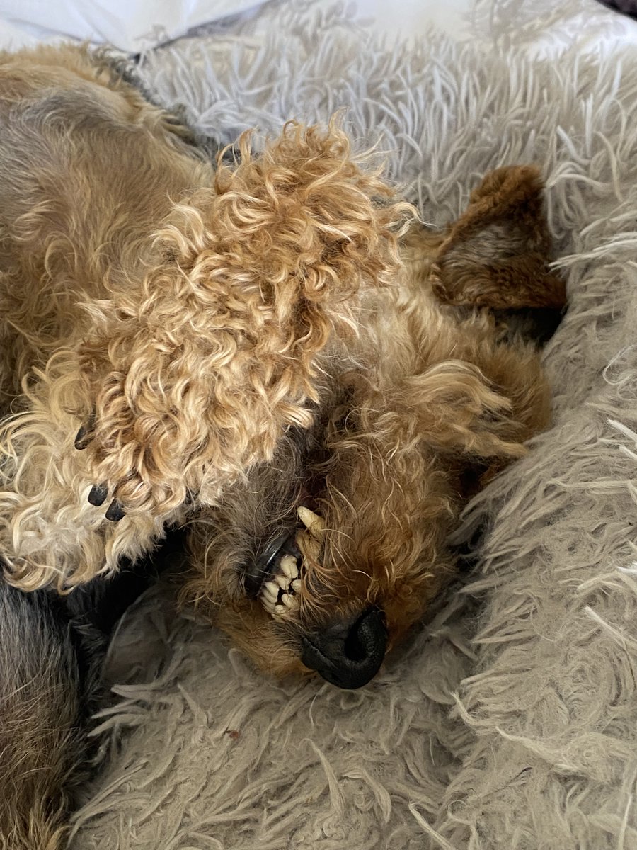 The dog is so excited for the #queensjubilee2022 #welshterrier #sleepingdogs