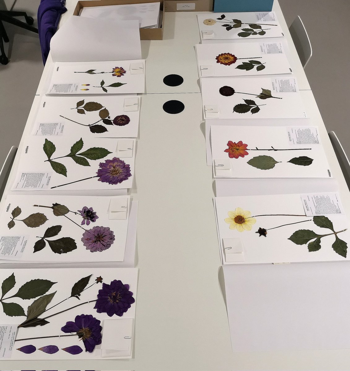 #VolunteersWeek2022 - A chance to celebrate <a href="/The_RHS/">The RHS</a>  Herbarium volunteers. In less than a year they have helped to collect, press and mount over 1000 new specimens to add to the collection. So THANK YOU for your tremendous efforts, working alongside you has been a joy.