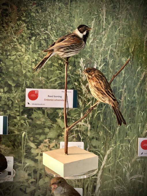 Reed Bunting male and female