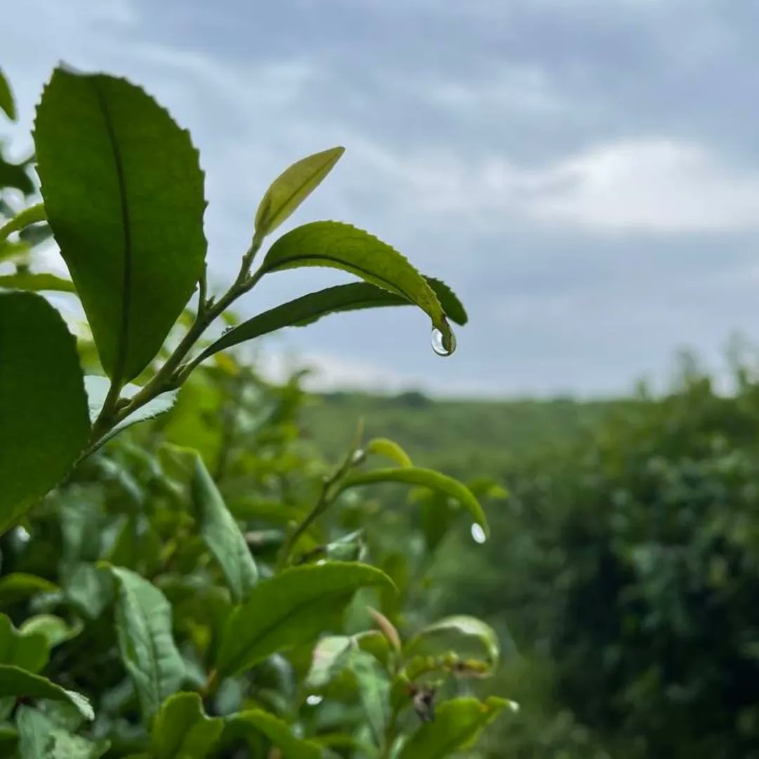 WildOrchardTea's tweet photo. Photo from last year of the tea plants after rain. Thanks to the healthy soil that absorbs and retains water amazingly, our farm partners don't need to irrigate at all—so our teas are 100% watered by island rain. https://t.co/2eYXLyNn2k