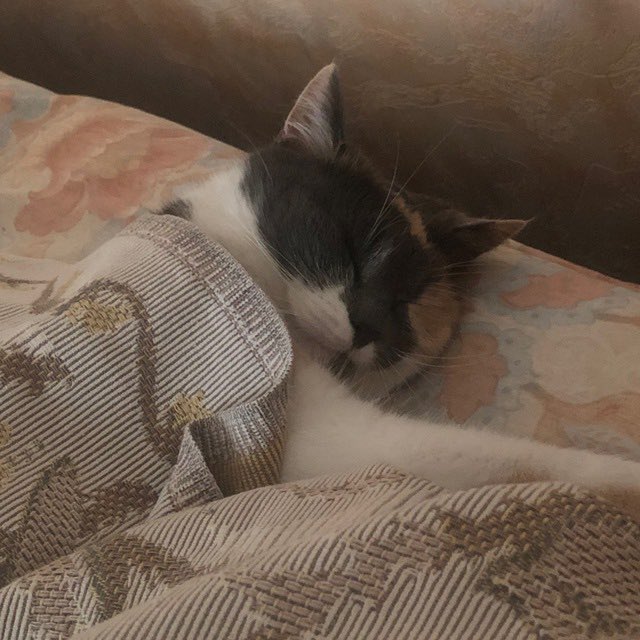 harpergren's tweet photo. Мій тато залишається у місті один, доглядає за нашими двома котами. Я за нього дуже хвилююся, якщо у вас є можливість допомогти з коштами на корм, чи моєму тату, ось картка монобанку.

4441 1144 2141 0901

Сподіваюся це хтось побачить 🥲 https://t.co/qhcmQ6Ptqz