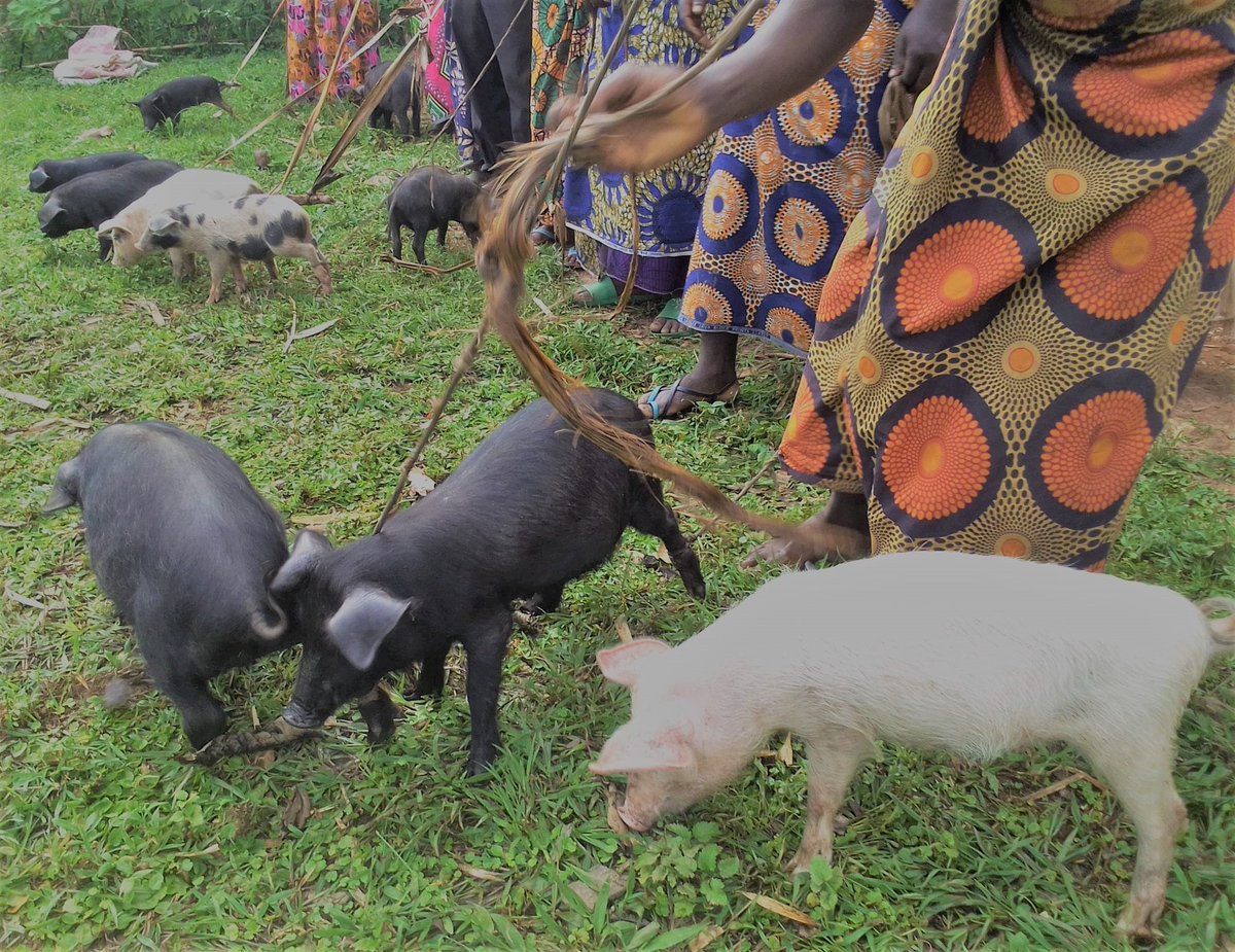 ChildgoFoundat1's tweet photo. #Supporting our community to #sustainably finance their children #education #alternativelivelihood #Gorillaconservation #Bwindi
https://t.co/4nTfH5D9Pb https://t.co/41zKg0CGg7