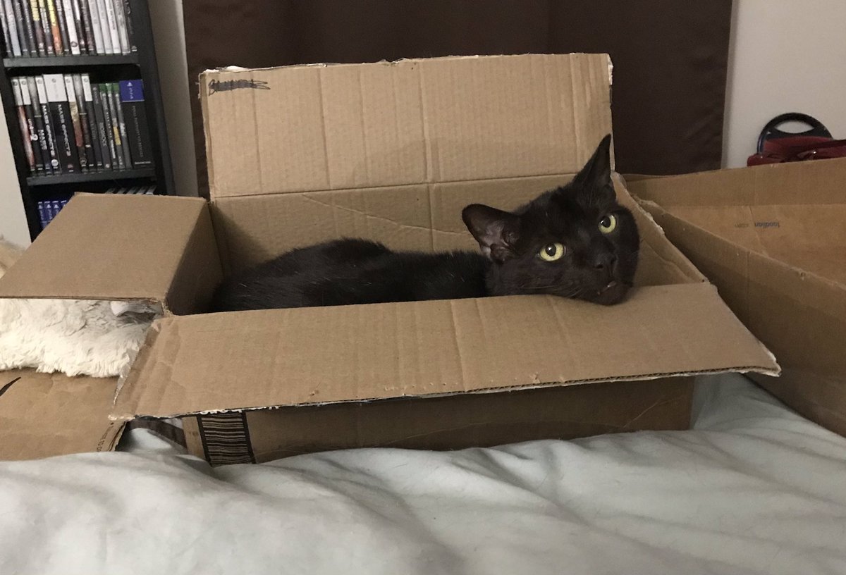 FindleyFelines's tweet photo. Happy Thursday friends!  Today we give you…Kodi in a box!  We have boxes everywhere.  It’s a little ridiculous! MOL😹

#thefindleyfelines #findleyfelines #cat #cats #catsofinstagram #cats_of_instagram #catstagram #catsoftheday #catoftheday #catsoftwitter https://t.co/1xfa8kjTbk