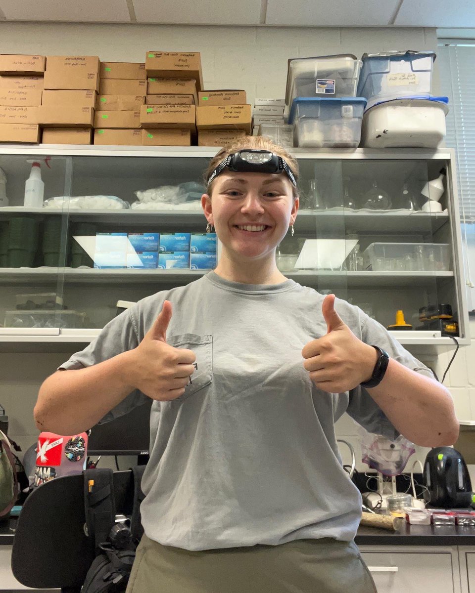 Ellie_VTbugs's tweet photo. Field season is in full swing, first round of monitoring daily activity of the #redheadedfleabeetle is almost complete. Long night, but well worth the efforts! https://t.co/rt2AKQ2k4R