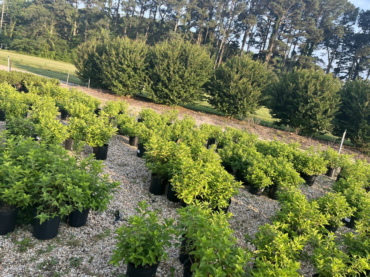 Ellie_VTbugs's tweet photo. Field season is in full swing, first round of monitoring daily activity of the #redheadedfleabeetle is almost complete. Long night, but well worth the efforts! https://t.co/rt2AKQ2k4R
