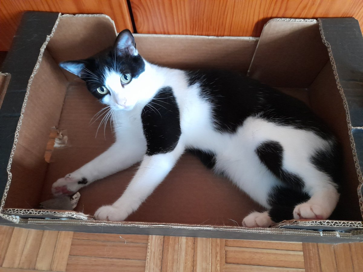 Meyaran_'s tweet photo. Another morning another episode of "Oreo zoomies" feat. cardboard box https://t.co/r9uvIOIXKy