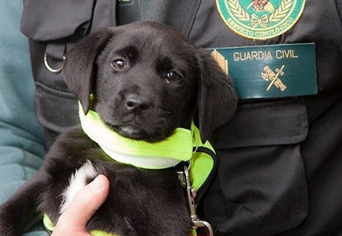 guardiacivil's tweet photo. En el Centro de Adiestramientos de Perros del Servicio Cinológico, pequeñines 🐶 como éste, no pararán de trabajar hasta convertirse en un superagente K-9 de la @guardiacivil https://t.co/DRrRlzN8h1