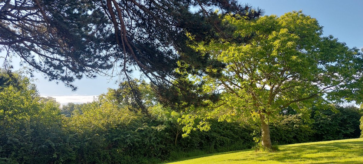 wlhaydock's tweet photo. A few hours earlier..... back to the gray now .... #glisten #riverwatcher #sweetchestnuttree #illuminate https://t.co/rb6Bh0guvC