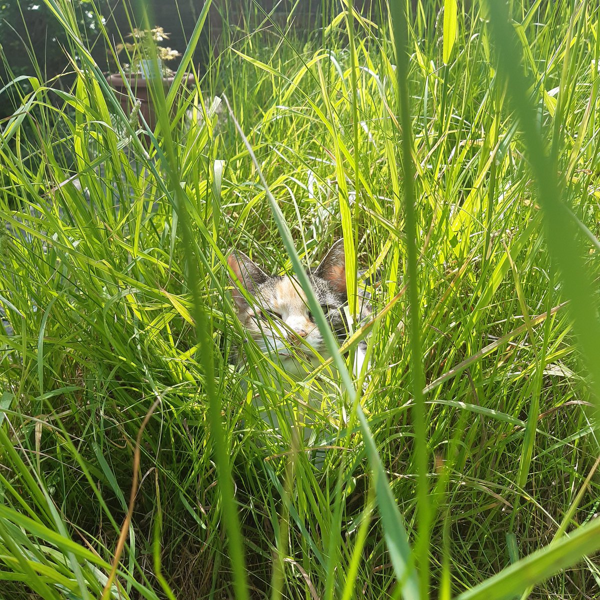 KSPB's tweet photo. Tiger 🐅 in the tall grass... #NoMowMay jungle provides a shady spot to chill https://t.co/P6nGep5452