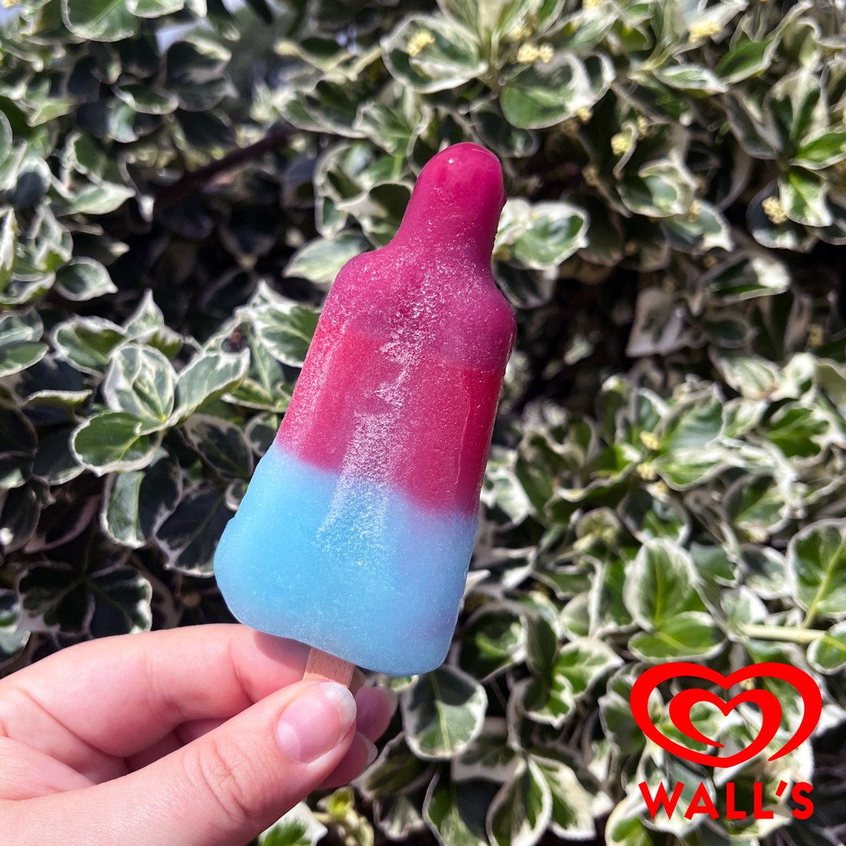 _africaalive's tweet photo. As a thank you to our members, we're working with @walls to bring an extra tasty treat on Saturday the 4th June. Get your free Anniversary #RocketLolly from the Keepers Hut or The Glade. Simply scan your membership card and enjoy. #WallsIceCream #Walls100 https://t.co/HFgSI3P8Cp