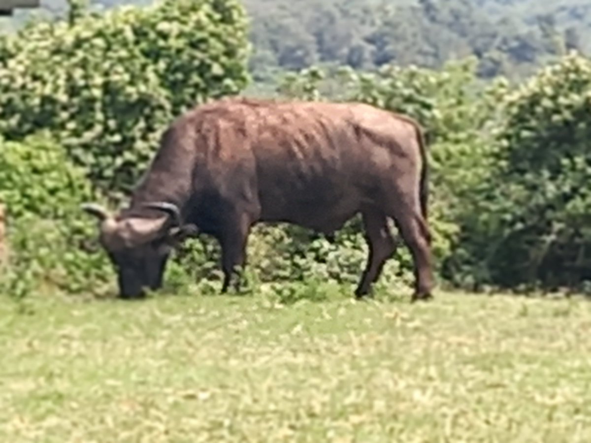 AligulaSamuel's tweet photo. 🐃 Buffaloe grazing peacefully https://t.co/kGZnugyjX8