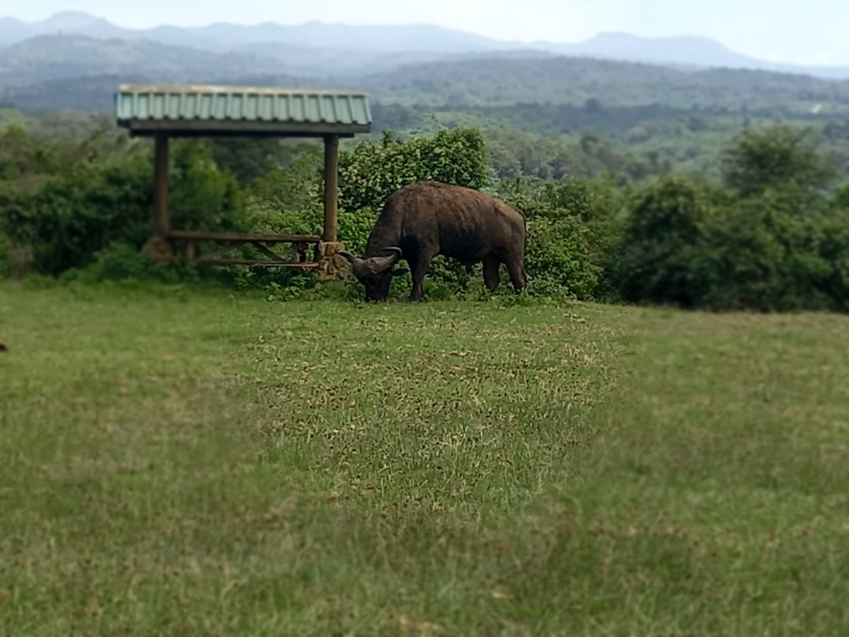 AligulaSamuel's tweet photo. 🐃 Buffaloe grazing peacefully https://t.co/kGZnugyjX8