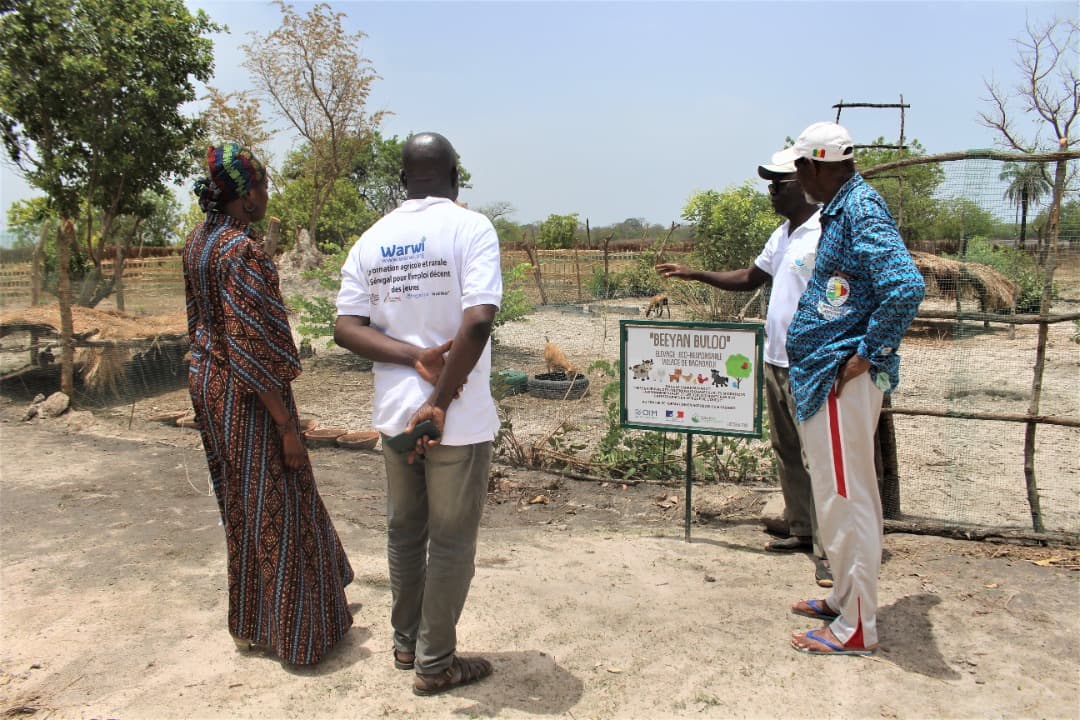 FranceoSenegal's tweet photo. #Warwi au plus près des populations dans les territoires 🇸🇳
▶️ Formation en aviculture de 20 jeunes avec @IsepMatam du 20 au 26 mai
▶️ Atelier à Bignona du 28 au 31 mai
▶️ Stand à la #FIARA du 26 mai au 10 juin
▶️ Bientôt à Kaolack et Tambacounda https://t.co/lm3m9iJbn7