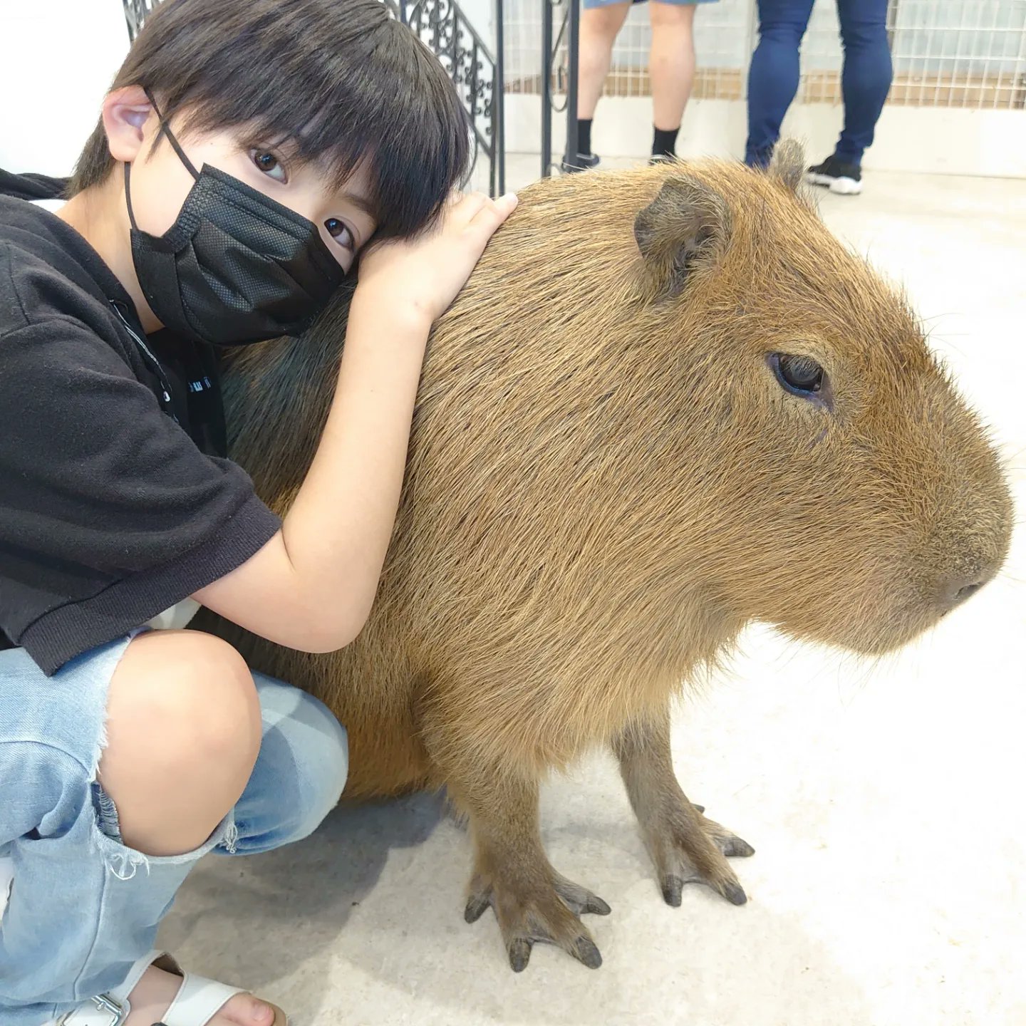 三浦 綺羅 カピバラとぼく 連れて帰りたいくらい可愛かったです カピバラさんにメロメロ 癒されました 動物は最初は少し怖いけど慣れると可愛い 三浦綺羅 T Co Iabsg5tdzv Twitter
