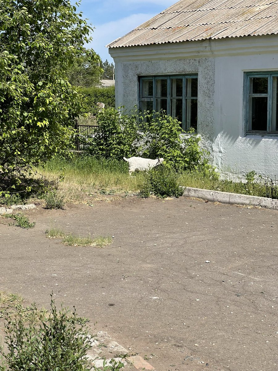 qsasha565's tweet photo. За последнюю неделю проехал почти все школы Омского района. Больше всего запомнились козлята на территории одной из них https://t.co/PDyHNqYqKA