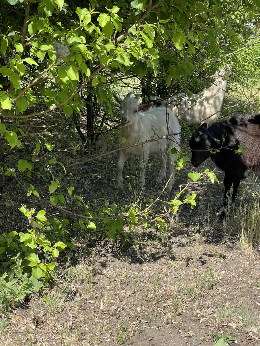qsasha565's tweet photo. За последнюю неделю проехал почти все школы Омского района. Больше всего запомнились козлята на территории одной из них https://t.co/PDyHNqYqKA