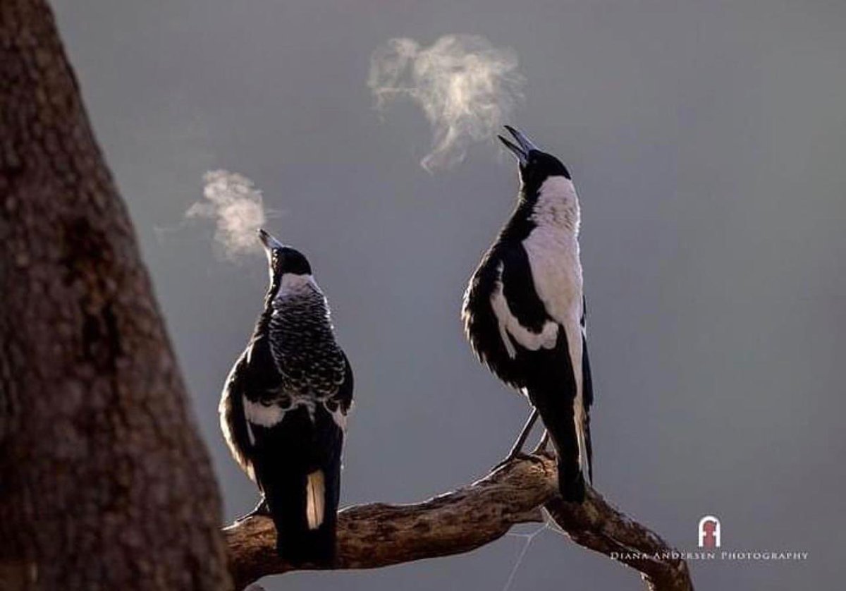 CallieBuddy's tweet image. I would love to be skilled enough to get a photo like this. Isn’t it stunning? 
Image : Diane Anderson (from the Sober in the Country FB page),