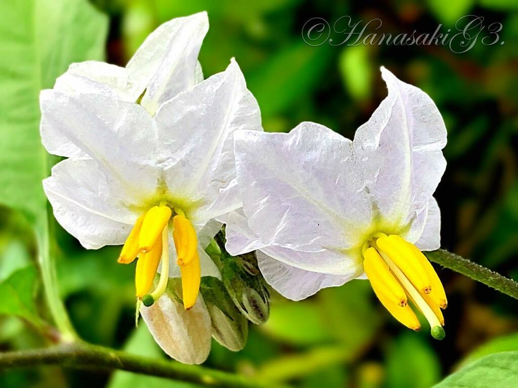 hanasakig3's tweet photo. ワルナスビ　#オニナスビ　#アレチナスビ　#ノハラナスビ　#solanum #carolinense #carolinahorsenettle #horsenettle #花　#flower #ガーデニング　#gardening #花言葉　#欺瞞　#悪戯 https://t.co/fiaVlvlpnZ https://t.co/LgabcGzs2Q