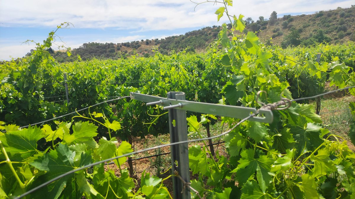 Davidelavid's tweet photo. Al hilo de los visto ayer.., abrir la vegetación guiada verticalmente en la parte superior, aumenta el sombreamiento de 🍇🍇en las horas mas 🌡️ del día.   En @irrivitis @CICYTEX, nos importan los efectos del cambio climático en el viñedo. mas info en  https://t.co/JywWMpI6y6 https://t.co/TuWoJ1fX9c