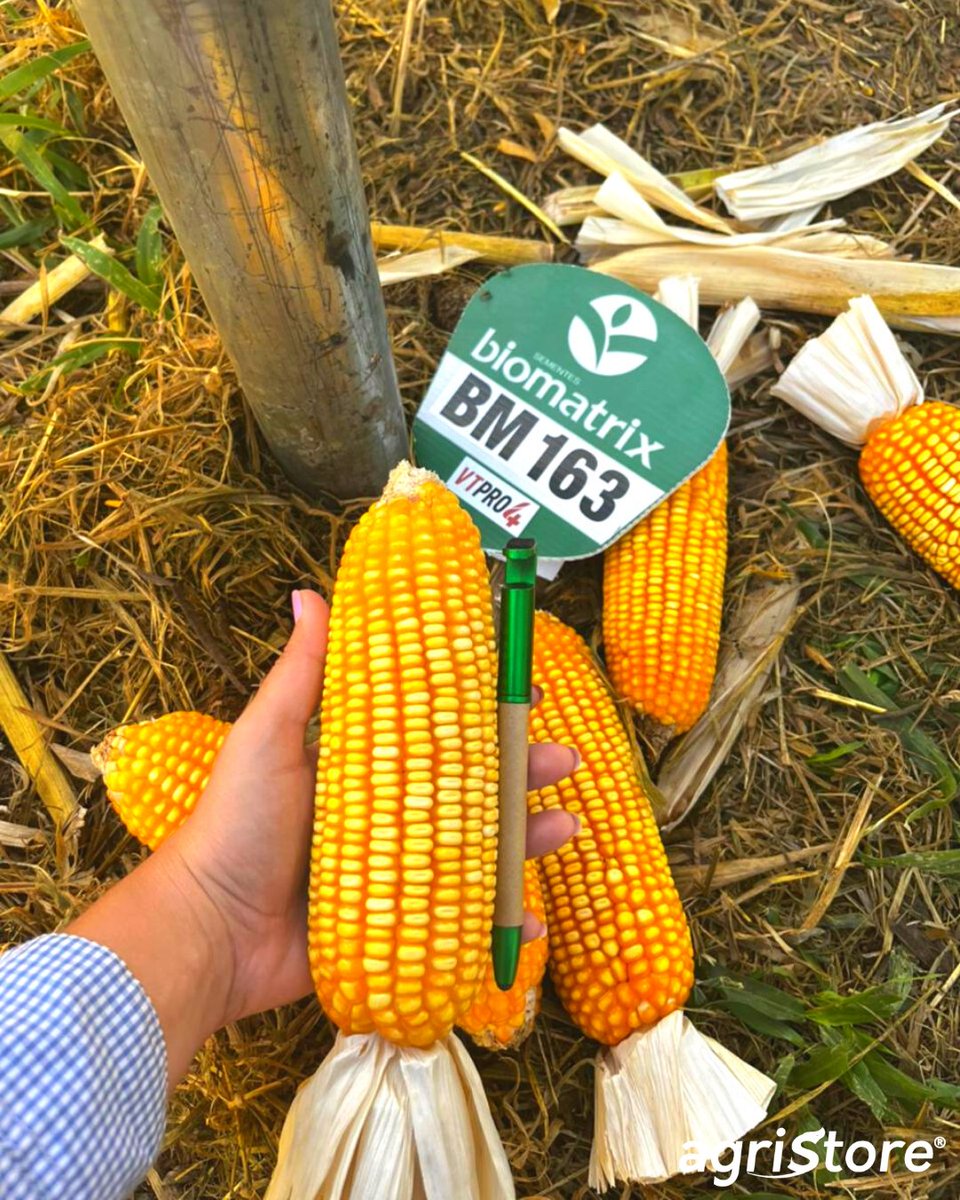 AgriStoreBR's tweet photo. BM 163 - Vt PRO4: Lançamento exclusivo da Genética Biomatrix para região do Mato Grosso
O BM 163 é disparado um dos melhores materiais de milho, foi campeão em produtividade em todos os testes de produção que participou
Chame um de nossos atendentes e venha conhecer mais 

🤠 https://t.co/wyYhgta1AY