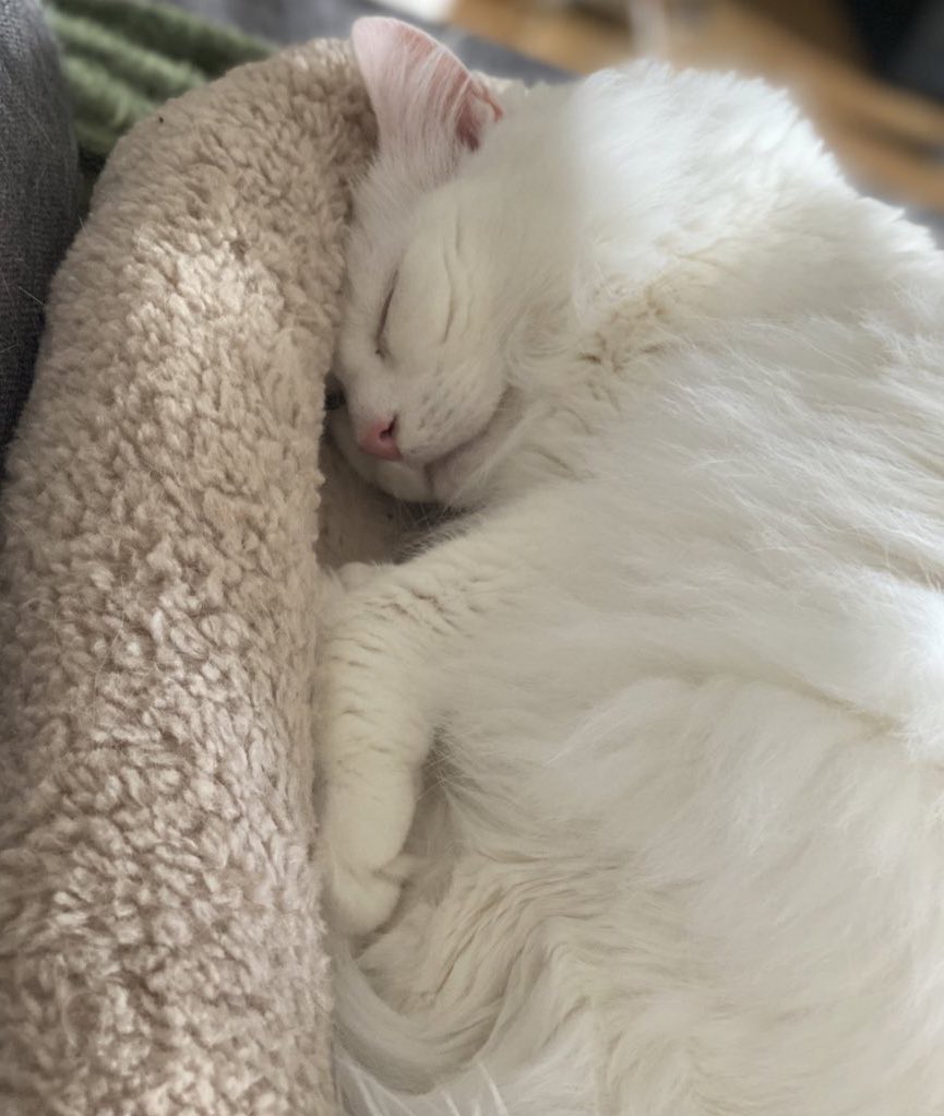tavumarie's tweet photo. L’odeur du petit chat chaud qui se réveille de son sommeil https://t.co/cW6yRmj6W4