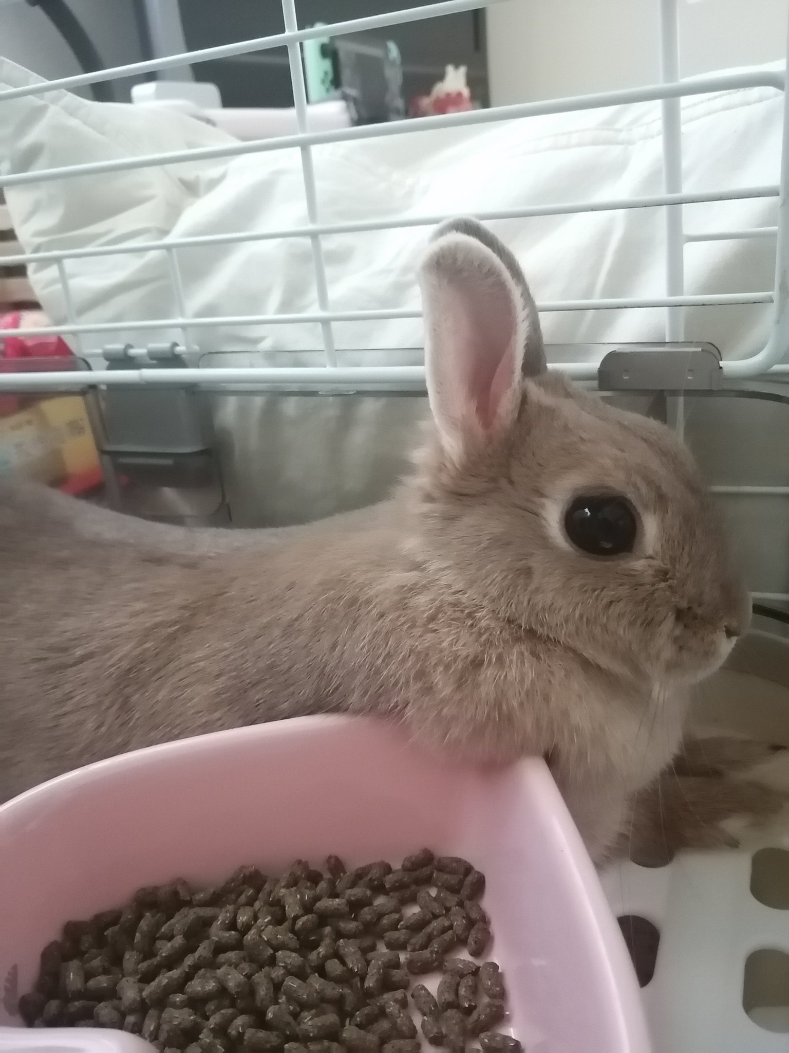 しふぉん とかいぬし うさぎさんって思ってるよりずっと人間の気持ちがわかってるのかもしれない かいぬしが泣くから早めに帰ってきてあげたわ T Co Ldfjmcoa Twitter