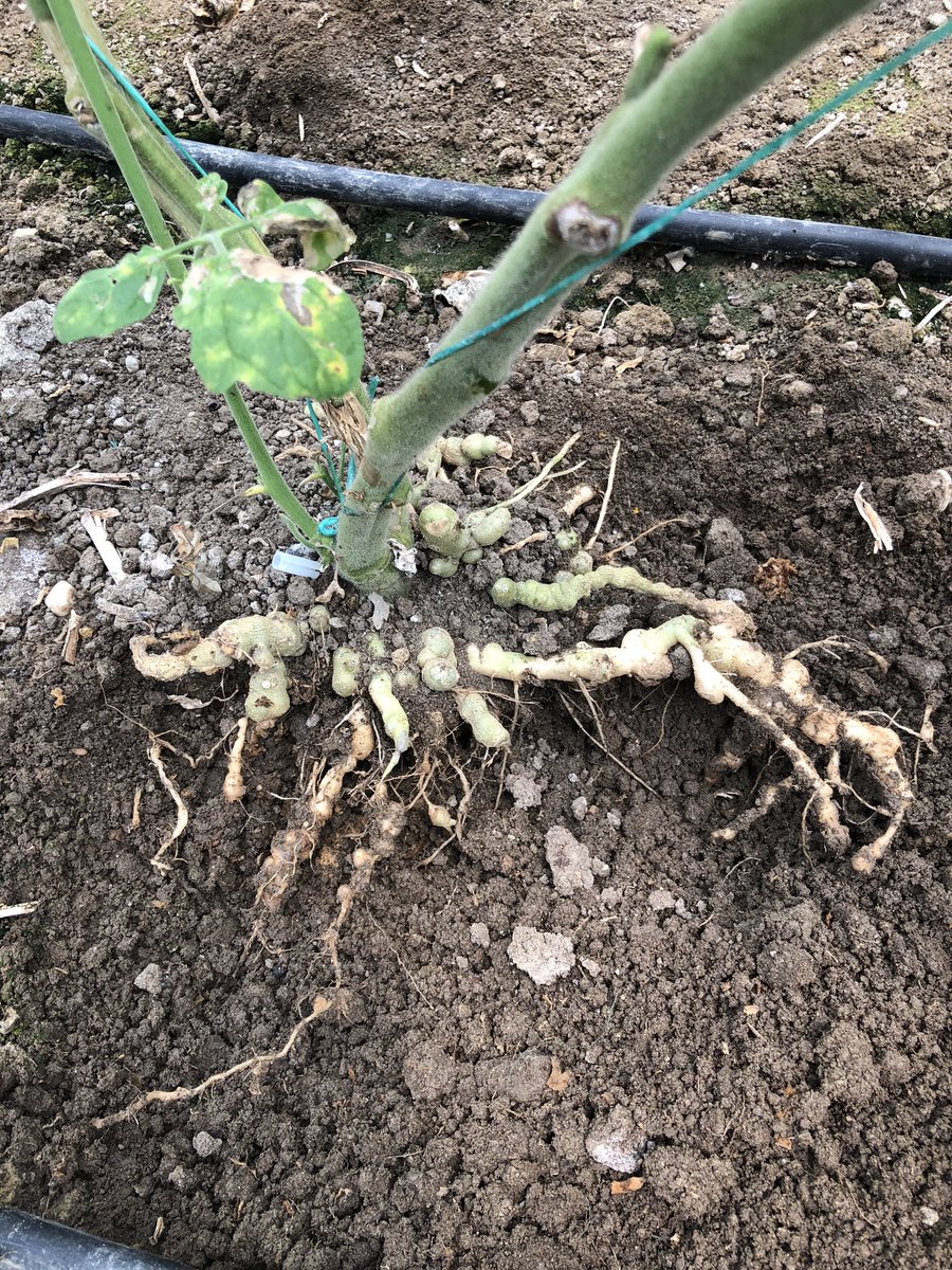GlsmUysal07's tweet photo. #rootknotnematode #meloidogyne #tomato 🤯 https://t.co/1uKrbHMhqL