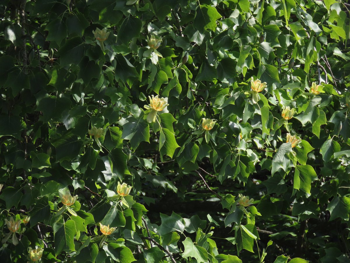 The tulip tree is blooming! (An old and lovely textbook species…