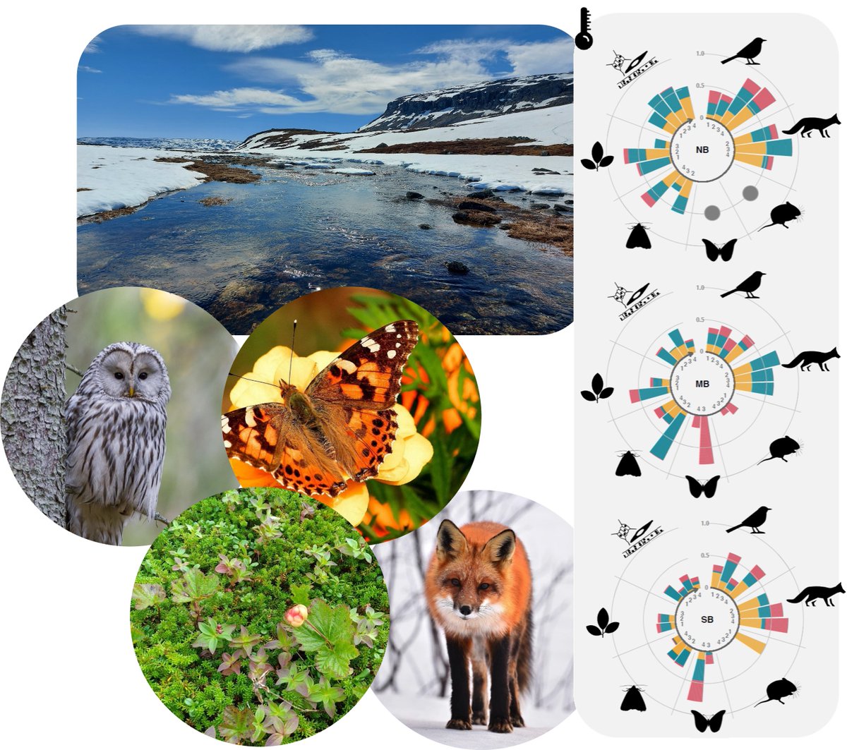 Dr. Laura Antão (@lauraantao) on Twitter photo Our new paper “Climate change reshuffles northern species within their niches” out <a href="/NatureClimate/">NatureClimate</a>! co-led <a href="/Benjamin_Weigel/">Benjamin Weigel @benjamin-weigel.bsky.social</a>🤩we show that species have substantially shifted within their climatic niches over 40y of #climatechange in Finland🐦🦊🦋🌿🌡️🌧️❄️ 1/
nature.com/articles/s4155… Our new paper “Climate change reshuffles northern species within their niches” out <a href="/NatureClimate/">NatureClimate</a>! co-led <a href="/Benjamin_Weigel/">Benjamin Weigel @benjamin-weigel.bsky.social</a>🤩we show that species have substantially shifted within their climatic niches over 40y of #climatechange in Finland🐦🦊🦋🌿🌡️🌧️❄️ 1/
nature.com/articles/s4155…