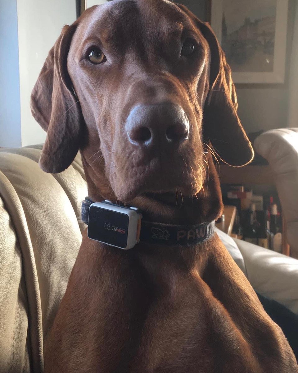 rosiedoc666's tweet photo. FINN missing #DALCHORK #LAIRG #Sutherland #SCOTLAND #IV27 1/6/22
Male/adult Russet Gold #HungarianVizsla
CHIPPED.
RAN OFF WHEN ON WALK.
βοΈTHOUSANDS OF ACRES OF LAND WOODED AND MOORLAND WITH PEAT BOGS βοΈ
Please call 07485152320
https://t.co/GbJsCQMjn5
@LairgHistory @bs2510 https://t.co/LbG9hzlza7