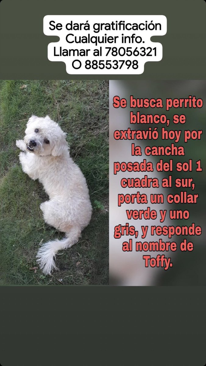 sosfirulai's tweet photo. 🆘🆘🆘🆘👇🏻👇🏻👇🏻👇🏻🆘🆘🆘🆘 FIRULAI PERDIDO! SECTOR POSADA DEL SOL, LEON! #SOSLEON #SOSNICARAGUA #SOSFIRULAI https://t.co/bbwm8XNkXu