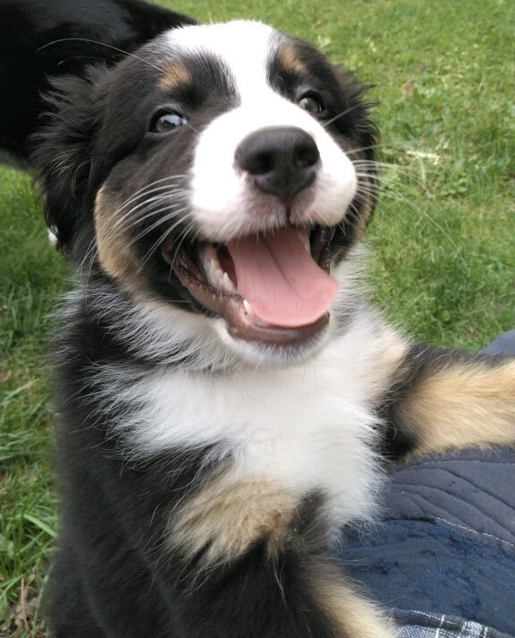 artskoolsux's tweet photo. He’s a happy boy! Even when the killer mosquitoes are awful. 🦟 #Frankietheausssiepup 10 weeks yesterday! https://t.co/qAU9gpbCNf