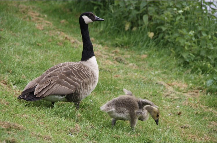 Mooi net op de #fultonbaan in #nieuwegein. Een overstekende moeder gans met kinderen en verkeer uit twee richtingen (hulde aan een tegemoetkomende vrachtwagenchauffeur) dat een veilige oversteek garandeert ❤️
#kleinedingen #glimlach (foto ter illustratie)
