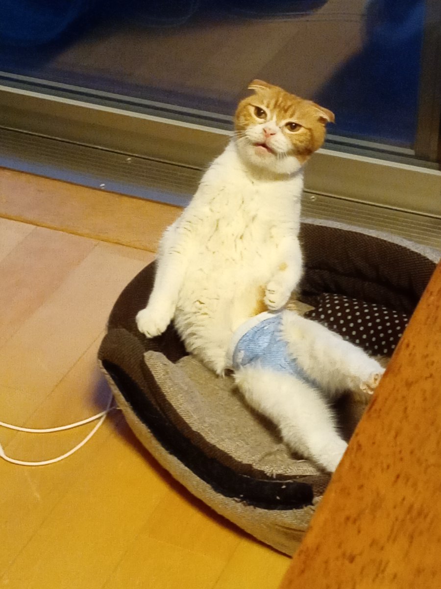 猫カフェ 東京 池袋 猫の居る休憩所２９９