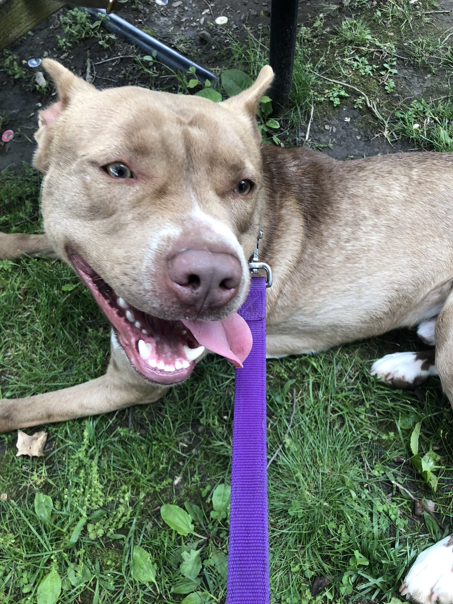 K9CollectiveOh's tweet photo. Looking for a kid and dog friendly pup?! Meet Kinata and Scooby! https://t.co/TxNlyf1jBq