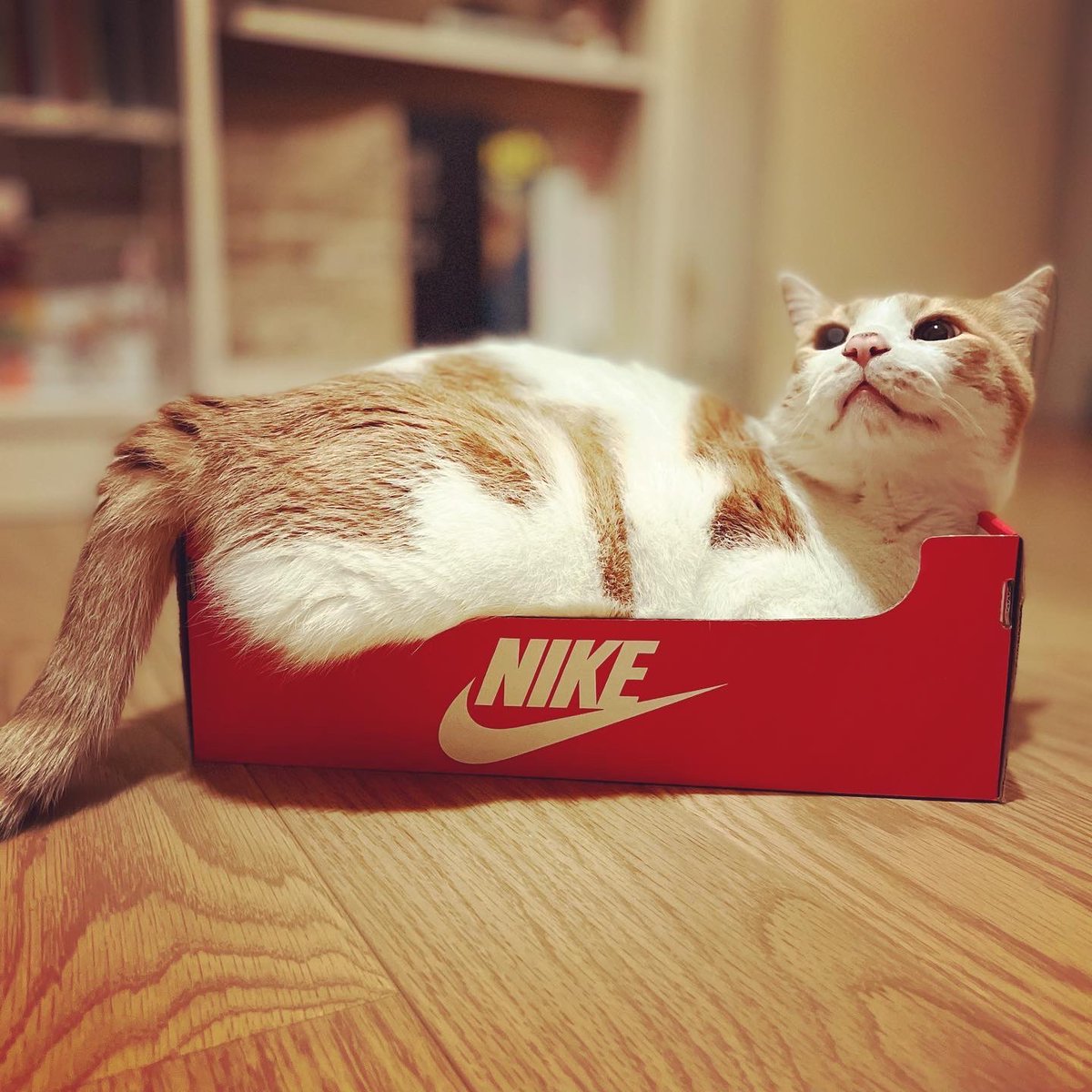 natchang_m's tweet photo. #NIKE の新商品…?

Is this NIKE’s new product?

#猫 #ねこ #ネコ #cat #うちのねこ #mycat
#保護猫と暮らす #保護猫 #保護ねこ #rescuedcat 
#猫が好き #ネコが好き #ねこが好き #ilovecats #猫がいる暮らし #lifewithcats #livingwithcats #猫がいる幸せ #猫さんありがとう #しあわせ #happiness https://t.co/GzWzGKfEg4