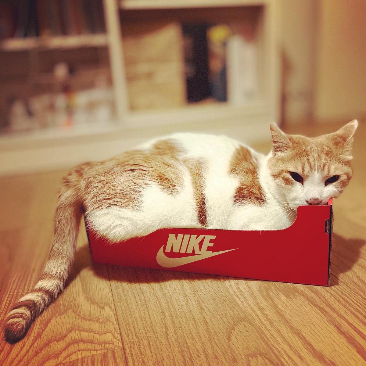 natchang_m's tweet photo. #NIKE の新商品…?

Is this NIKE’s new product?

#猫 #ねこ #ネコ #cat #うちのねこ #mycat
#保護猫と暮らす #保護猫 #保護ねこ #rescuedcat 
#猫が好き #ネコが好き #ねこが好き #ilovecats #猫がいる暮らし #lifewithcats #livingwithcats #猫がいる幸せ #猫さんありがとう #しあわせ #happiness https://t.co/GzWzGKfEg4