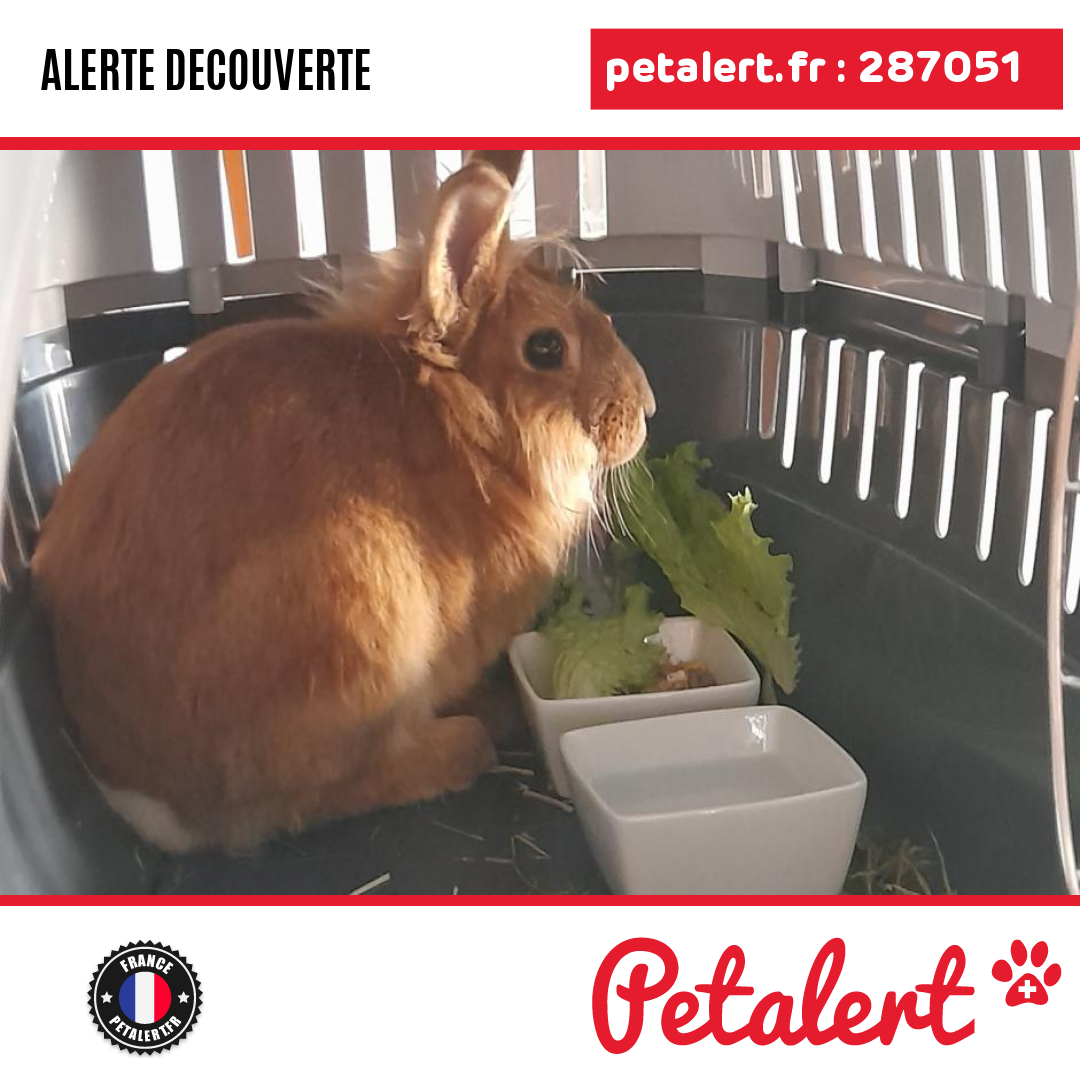 petalert_france's tweet photo. Trouvé #Lapin #LoireAtlantique #LePellerin #Petalert #PetAlert44 / https://t.co/cCKLlKZlsE https://t.co/l9xwrKHe8I