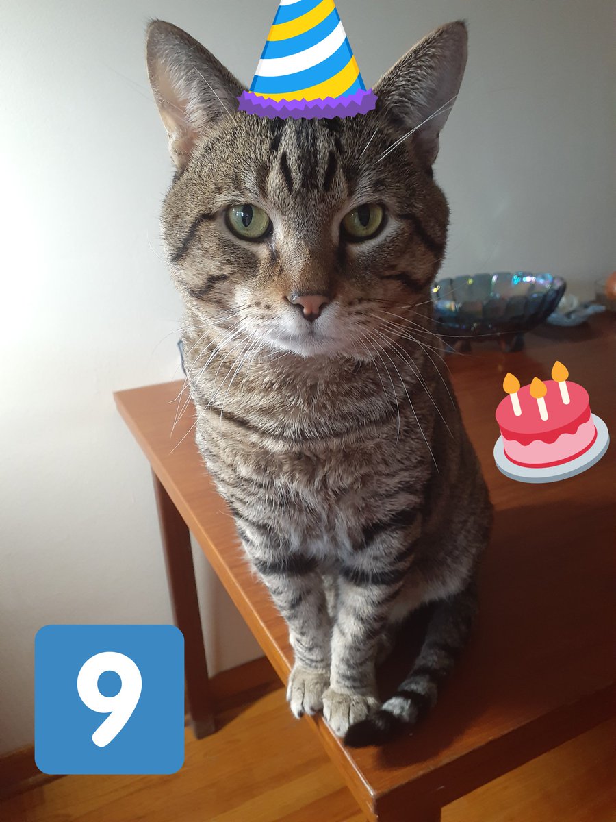 sjoy1125's tweet photo. It's Beans 9th Birthday today! 🎉🥳 #TeamBengal #BirthdayBoy ❤ https://t.co/cRqz3eGACA