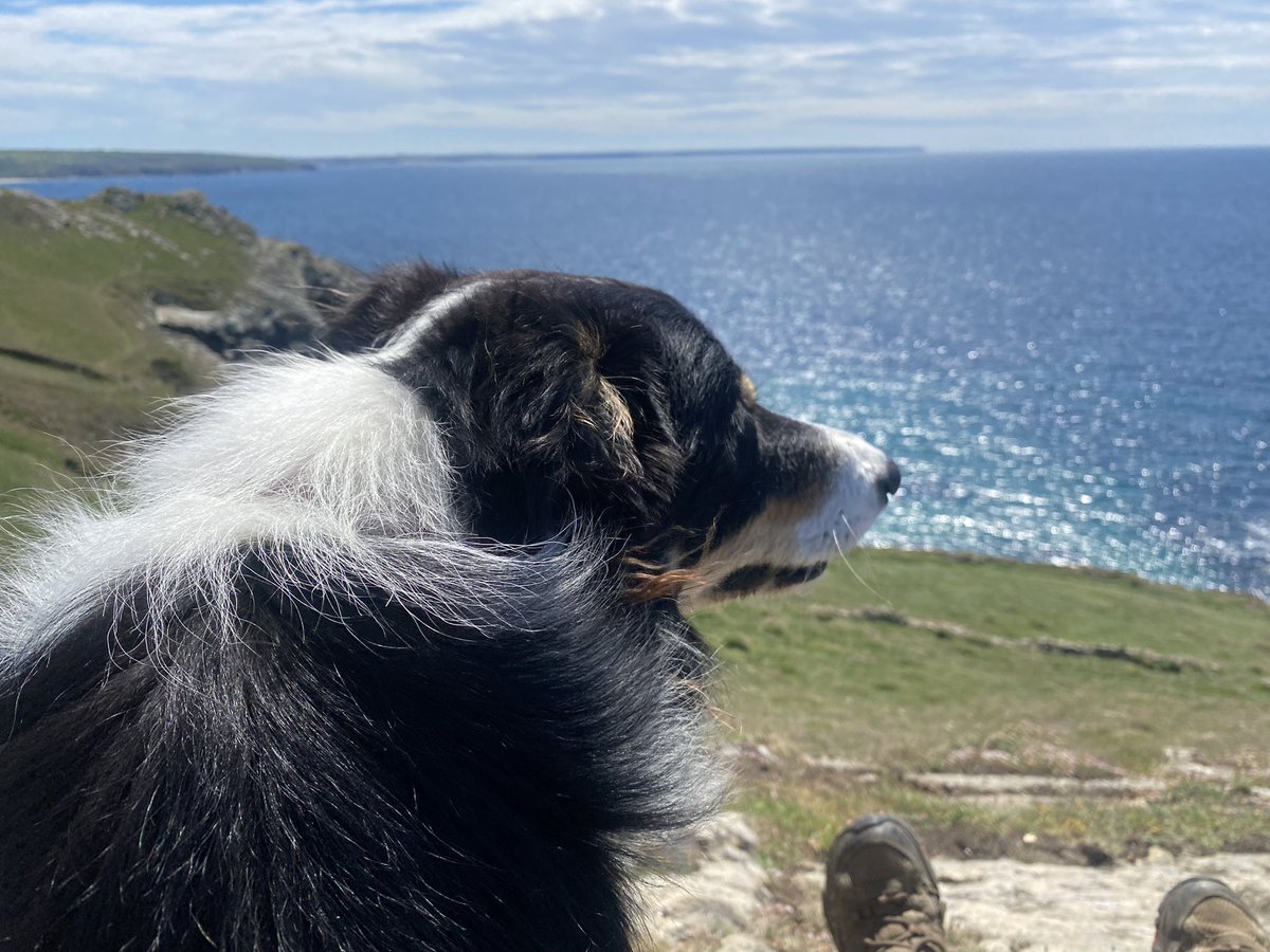 Kernow_Life's tweet photo. Flynn #BorderCollie says @MetMattTaylor. 👀 look ! the #Cornish #Coast at #CuddenPoint & #KenneggyCove , #PrussiaCove stunning every day but today is particularly lovely looking out to sea for #pirates & having a piece of human mums sandwich’s! @BBCSpotlight @BBCWthrWatchers https://t.co/zJfc0fkAB3