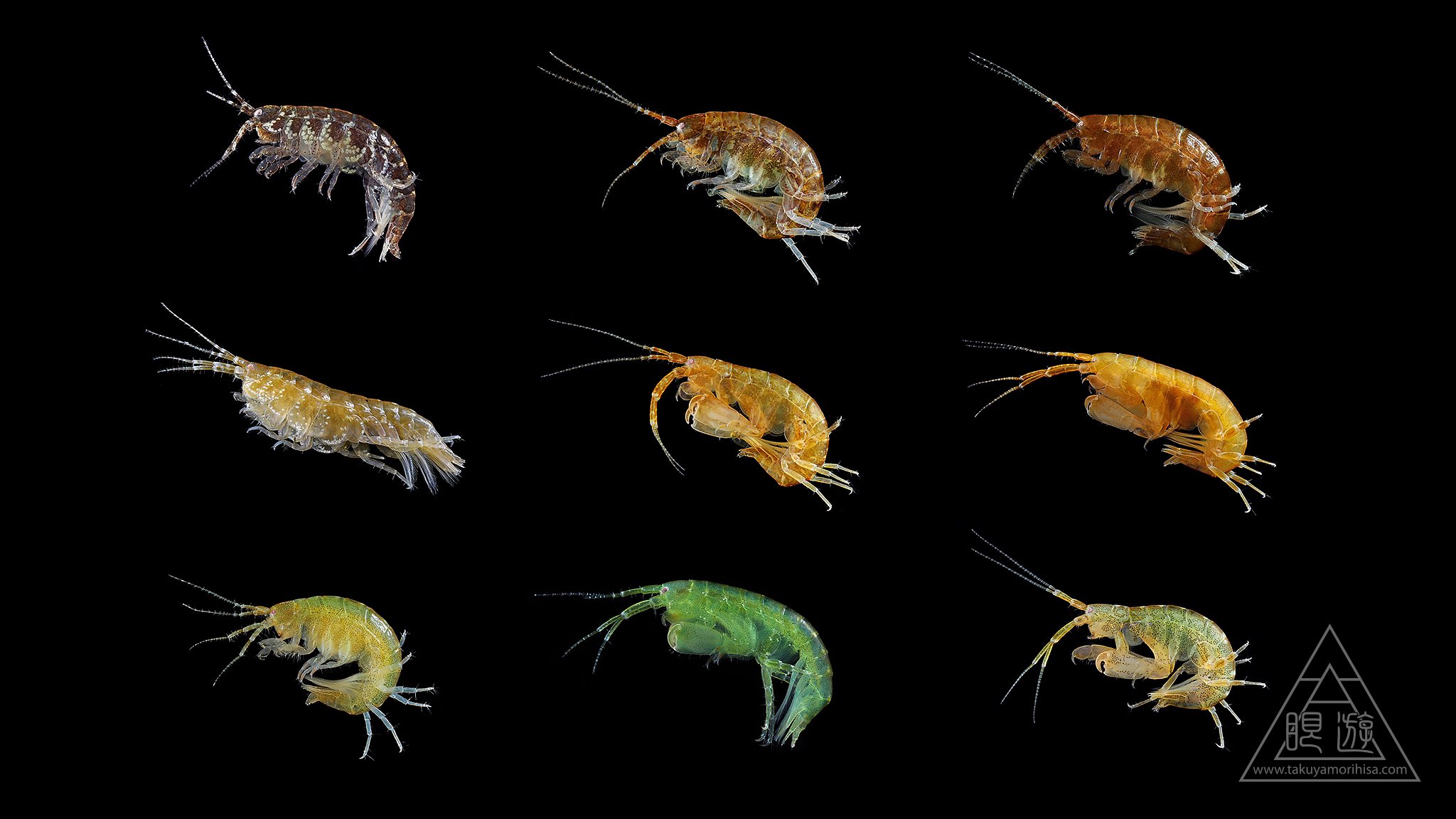 ヨコエビ ガイドブック