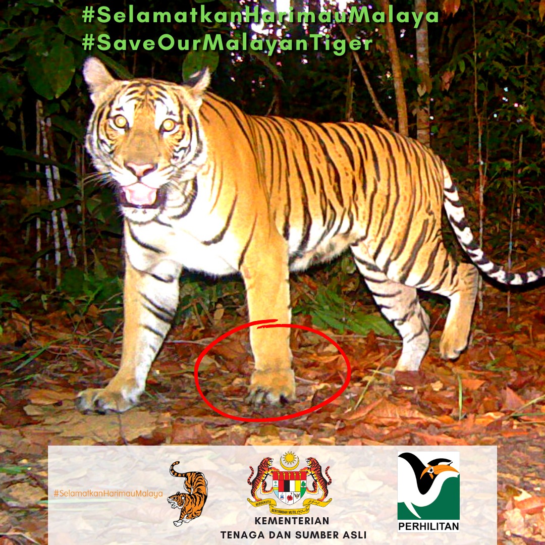 Jerat merupakan salah satu punca pengurangan populasi Harimau Malaya.

Laporkan sebarang jenayah hidupan liar ke Talian Hotline Jabatan PERHILITAN di 1-800-88-5151.

Bersama lindungi Harimau Malaya, khazanah negara daripada diancam kepupusan.

#SaveOurMalayanTiger